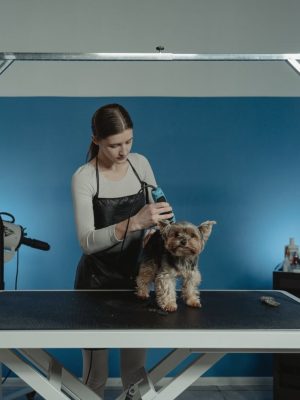 Yorkshire terrier en una peluquería canina