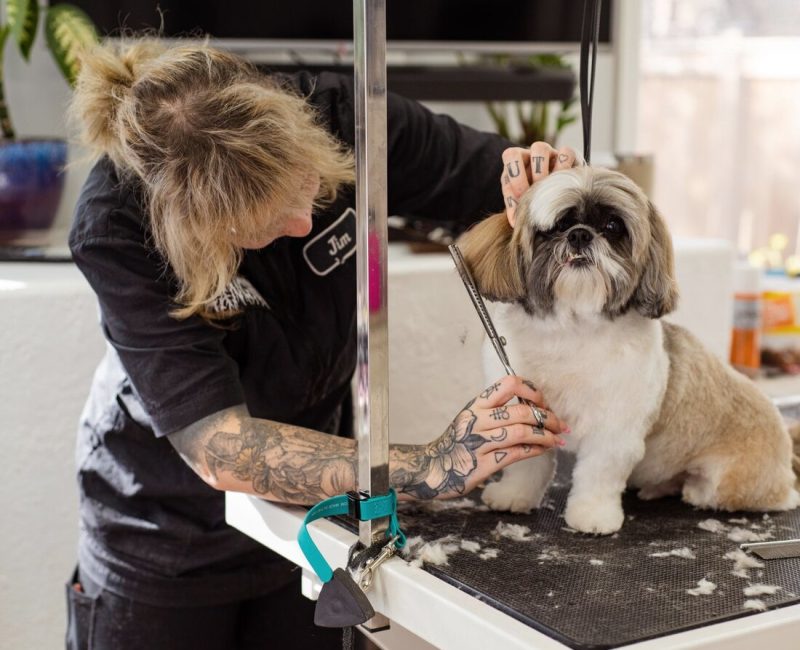 Perro pequeño durante una sesión de peluquería